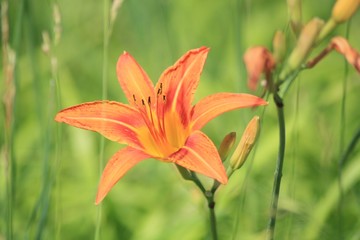 Tiger Lilly wild 01