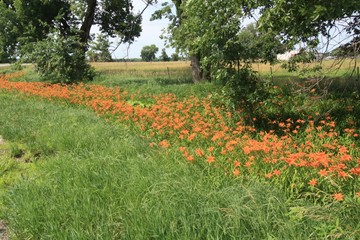 field of wild flowers