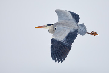 Heron in flight during a snow shower