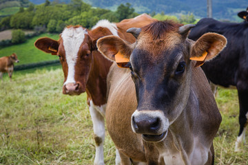 Cows freely graze in the meadows of the entire island of Sao Miguel all year round