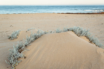 Beach with sand dunes and Marram grass in soft evening sunset light