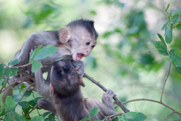 可愛いサル