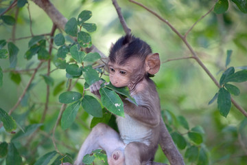可愛いサル