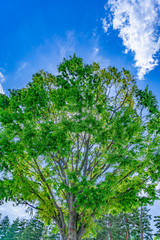 新緑のケヤキ　エコイメージ