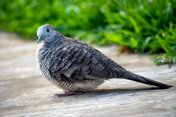 Zebra Dove 4