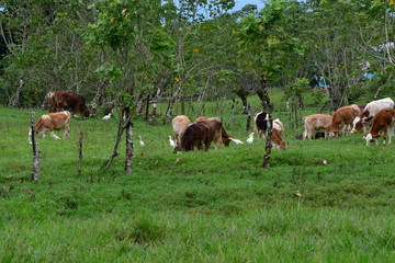 VACAS , GALÁPAGOS