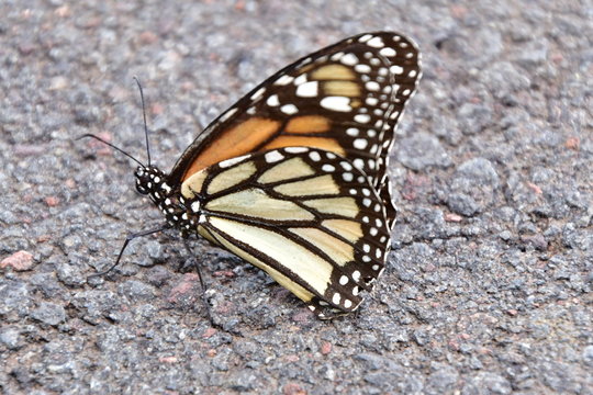 MARIPOSA