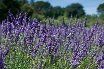 Lavender flowers blooming close-up