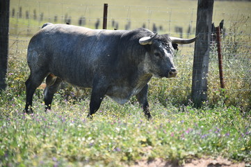 toro espa&ntilde;ol con grandes cuernos