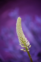 Fotografía macro/aproximación flor o planta 