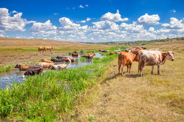 herd of cows in the summer day