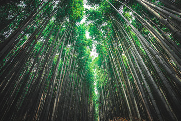 Bamboo Grove in Kiyomizu, Japan