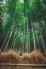 Fototapeta na wymiar Bamboo Grove in Kiyomizu, Japan