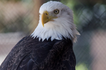 portrait of an american bald eagle