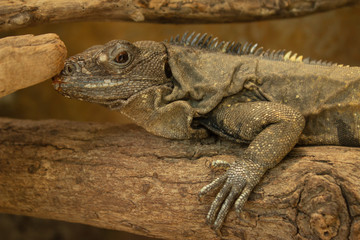 Back Spiked Brown Iguana Over Dead Three Branch