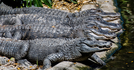 Obraz premium Alligators lined up