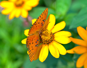 butterfly on yellow flower