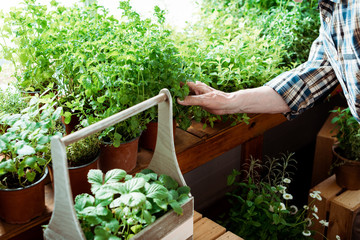 cropped view of senior man standing and touching green leaves on plant