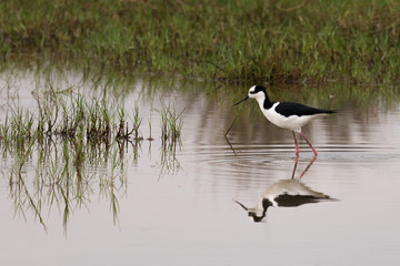 black-necked in a lake 