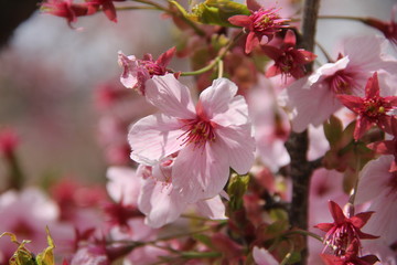 春の風景/桜の花(新潟県)