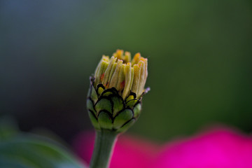 Early stages of flower blossoming