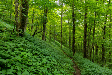 Green Everywhere in Summer Forest