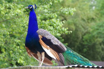 Obraz premium Peacock