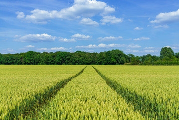 Outdoor sunny landscape view of fresh  green and yellow growing wheat field with the trace of tractor or vehicle wheel mark, in countryside area against deep blue sky.