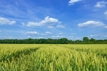 Outdoor sunny landscape view of fresh  green and yellow growing wheat field with the trace of tractor or vehicle wheel mark, in countryside area against deep blue sky.