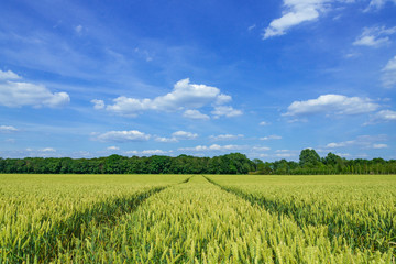Obraz premium Outdoor sunny landscape view of fresh green and yellow growing wheat field with the trace of tractor or vehicle wheel mark, in countryside area against deep blue sky.
