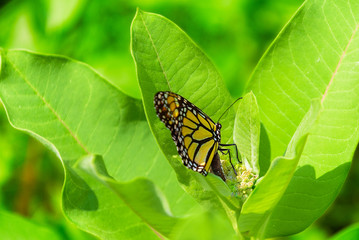 Monarch butterfly laying her eggs on a common milkweed plant