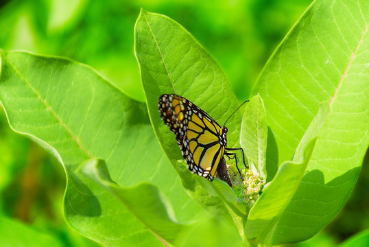 Monarch Butterfly Laying Her Eggs On A Common Milkweed Plant
