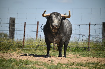 toro en españa en el campo