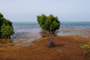 Unprecedented amounts of sargassum seaweed washed up on the shore of the Cayman Islands. The...