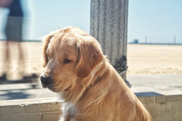 Golden Retreiver