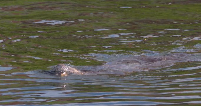 Otter takes a breath and dives underwater to hunt fish slow motion