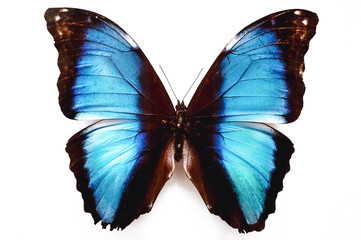 Close up on a Morpho deidamia neoptolemus butterfly isolated on white background