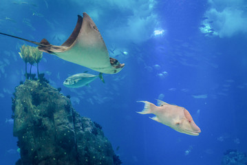 Bull ray and hofish swimming in water © Fotokon