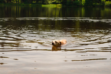 Dog swimming in nature lake