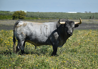 toro en españa en el campo