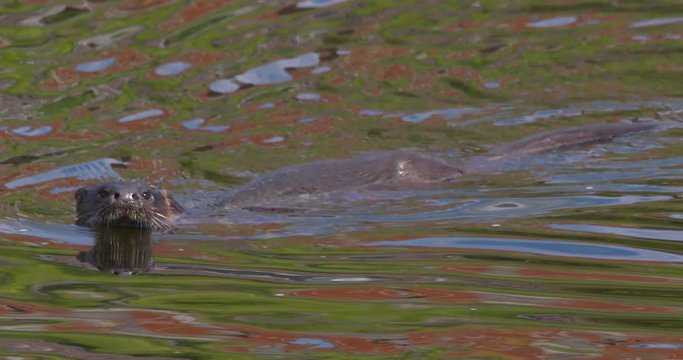 Otter swimming slow motion diving underwater summer water ripples