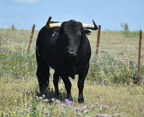 toro en el campo en españa