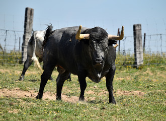 toro en españa en el campo