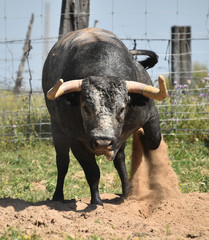 toro en el campo en españa