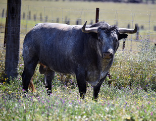 toro en españa en el campo