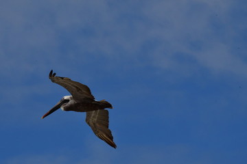 PELÍCANO, GALÁPAGOS