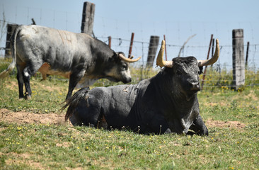 toro español con grandes cuernos