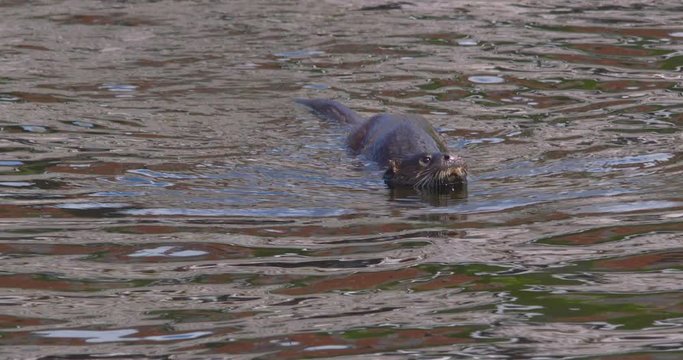Otter swimming and diving river Ireland slow motion Lutra Lutra