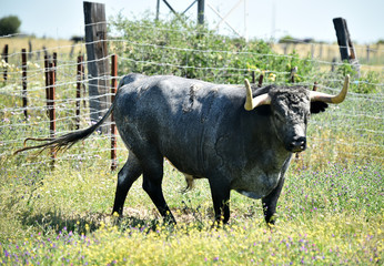 toro español en una ganaderia