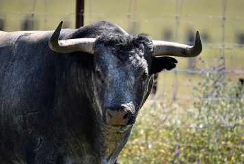 toro bravo español